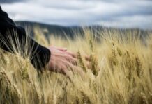 Битва за урожай: смогут ли в Украине провести посевную