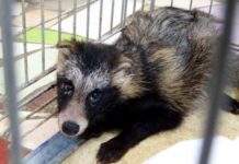 Что сейчас с енотовидной собакой, которую спасли под Одессой
