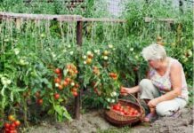Садіть ці рослини близько до помідорів: вони відлякують шкідників і стимулюють рясне плодоношення